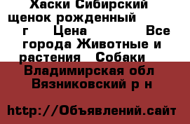 Хаски Сибирский (щенок рожденный 20.03.2017г.) › Цена ­ 25 000 - Все города Животные и растения » Собаки   . Владимирская обл.,Вязниковский р-н